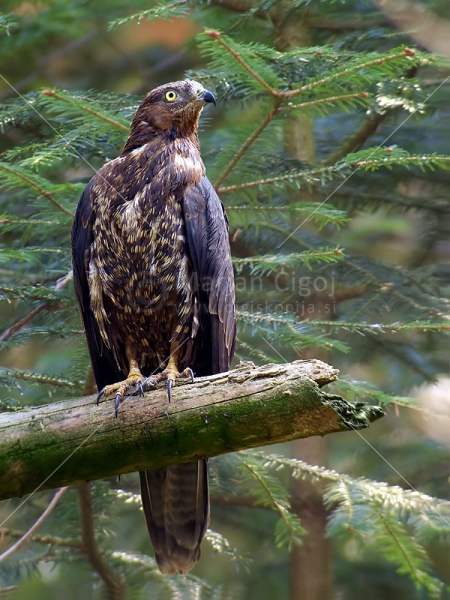 Klikni za ogled večje slike