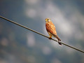 Navadna_postovka_Common_kestrel_06.jpg