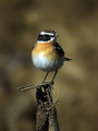 Repajlscica_Whinchat_09.jpg