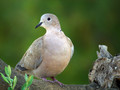 Turska_grlica_Callared_dove_05.jpg