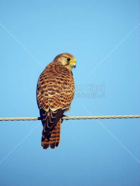 Klikni za ogled večje slike