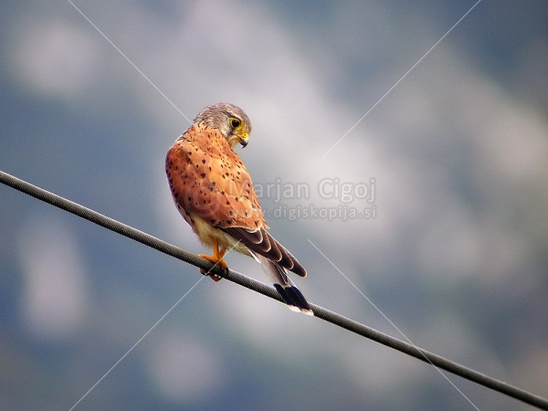 Klikni za ogled večje slike