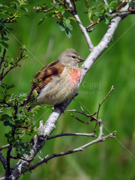 Klikni za ogled večje slike