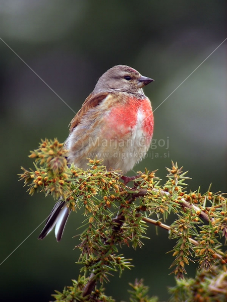 Klikni za ogled večje slike