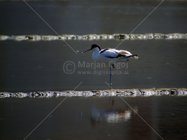 Klikni za ogled večje slike
