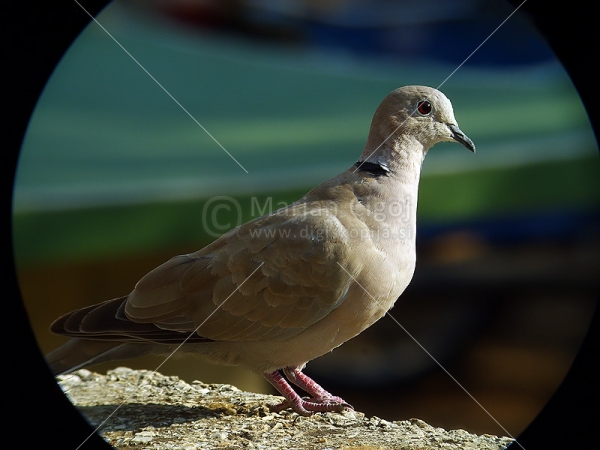 Klikni za ogled večje slike