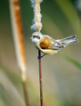 Plasica_Penduline_tit_06.jpg