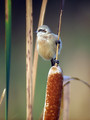 Plasica_Penduline_tit_07.jpg