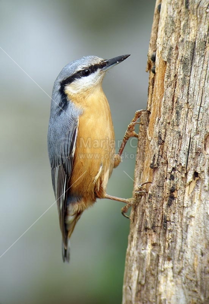 Klikni za ogled večje slike