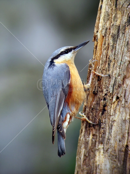 Klikni za ogled večje slike