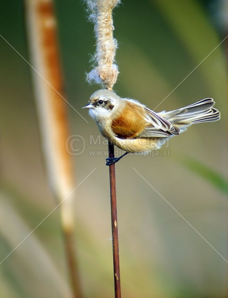 Klikni za ogled večje slike