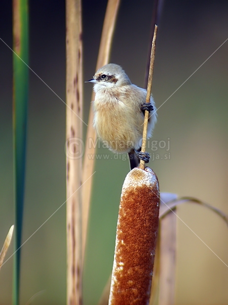 Klikni za ogled večje slike