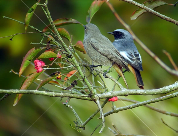 Klikni za ogled večje slike