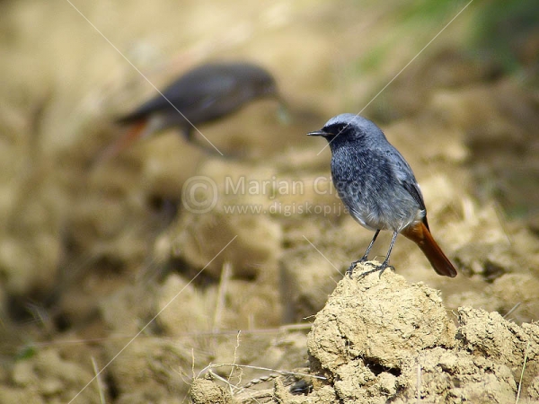 Klikni za ogled večje slike