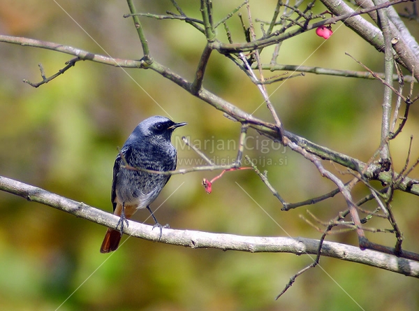 Klikni za ogled večje slike