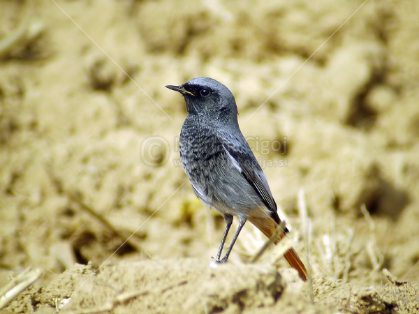 Klikni za ogled večje slike