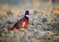 Fazan_Pheasant_10.jpg
