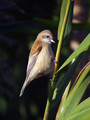 Plasica_Penduline_tit_08.jpg