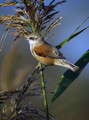 Plasica_Penduline_tit_09.jpg