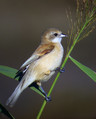 Plasica_Penduline_tit_10.jpg