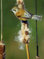 Plasica_Penduline_tit_11.jpg