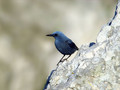 Puscavec_Blue_rock_trush_Monticola_solitariue_Drozgi_Turdidae_01.jpg