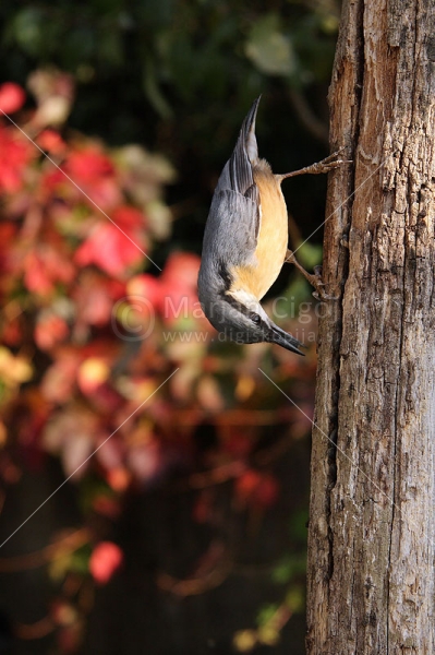 Klikni za ogled večje slike