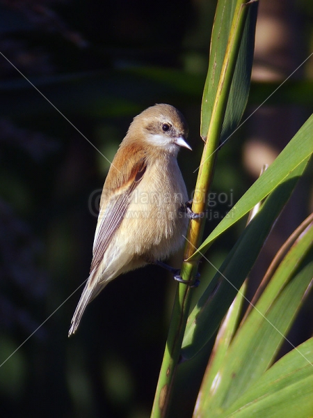 Klikni za ogled večje slike