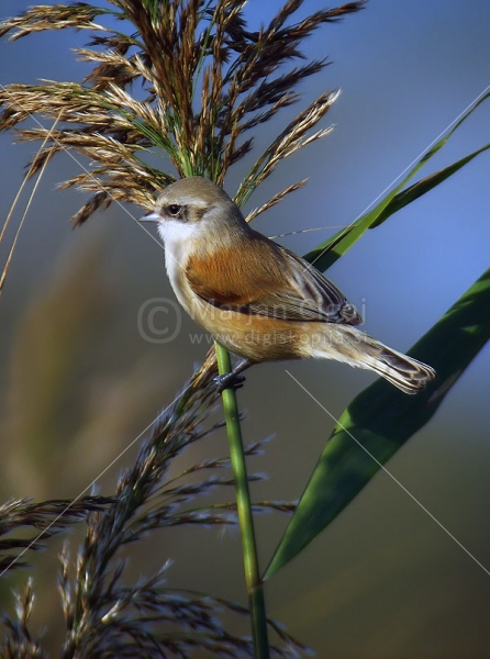 Klikni za ogled večje slike