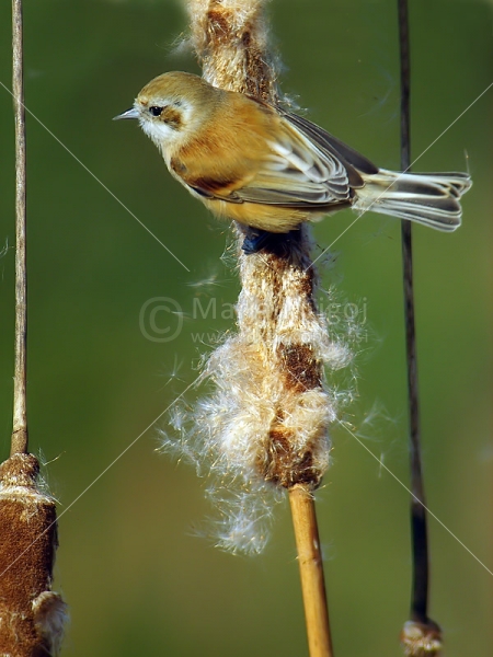Klikni za ogled večje slike