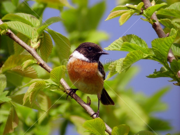 Klikni za ogled večje slike