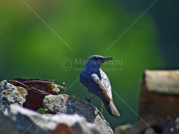 Klikni za ogled večje slike