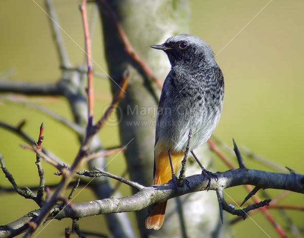 Klikni za ogled večje slike