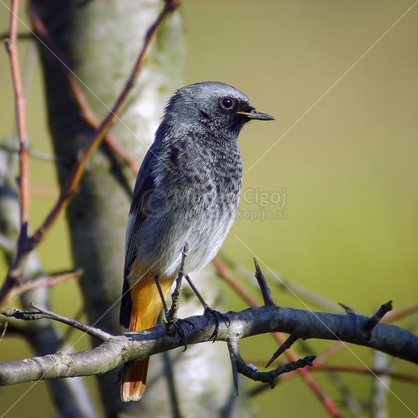 Klikni za ogled večje slike