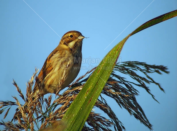 Klikni za ogled večje slike