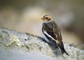 Snezni_strnad_Snow_bunting_06.jpg