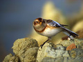 Snezni_strnad_Snow_bunting_09.jpg