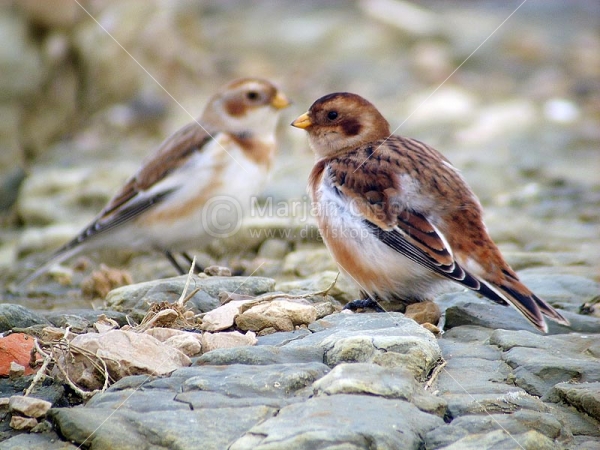 Klikni za ogled večje slike