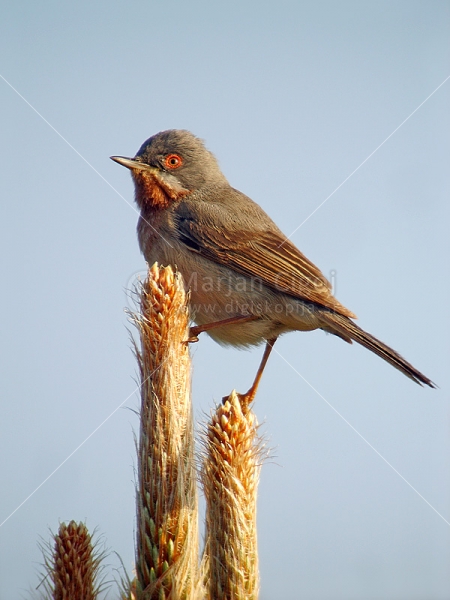 Klikni za ogled večje slike