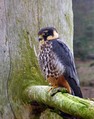 Skrjancar_Hooby_Falco_subbuteo_Sokoli_Falconidae_01.jpg