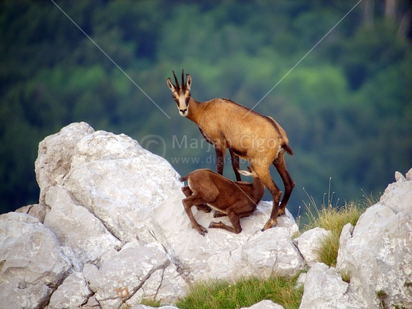 Klikni za ogled večje slike
