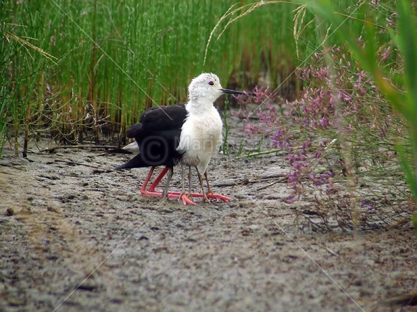 Klikni za ogled večje slike