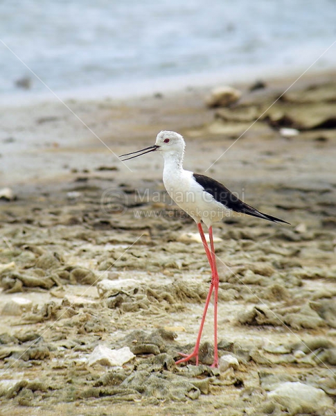 Klikni za ogled večje slike