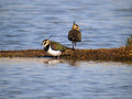 Priba_Lapwing_06.jpg