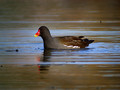 Zelenonoga_tukalica_Moorhen_08.jpg