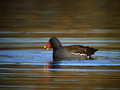 Zelenonoga_tukalica_Moorhen_09.jpg