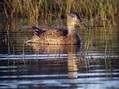 Zlicarica_Pintail_06.jpg