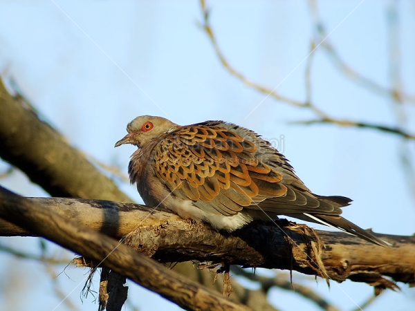 Klikni za ogled večje slike