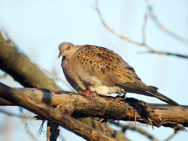 Klikni za ogled večje slike