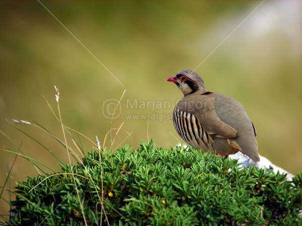 Klikni za ogled večje slike